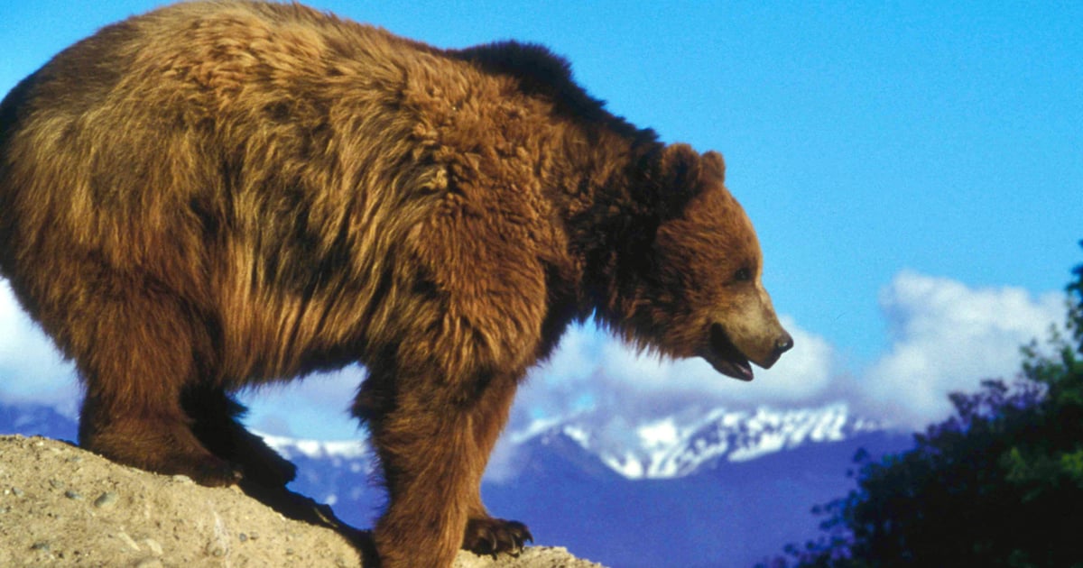 Fancy Bear's Relentless Global Campaign: What Defenders Need to Know