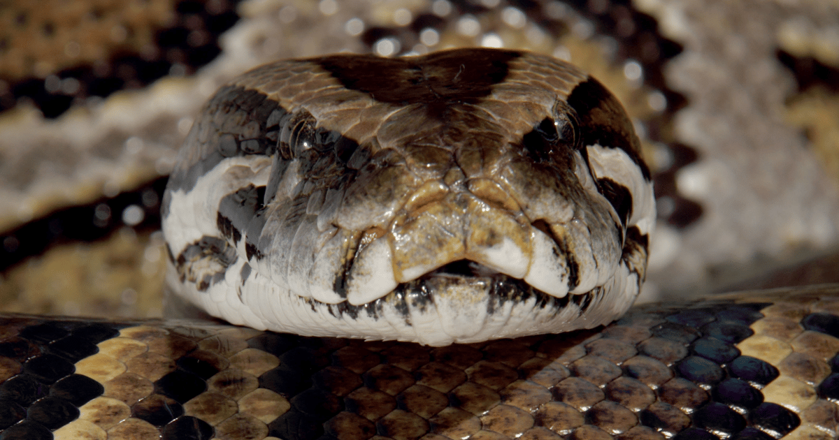 Venom Stealer MaaS Platform Turns ClickFix Social Engineering Into a Subscription Service