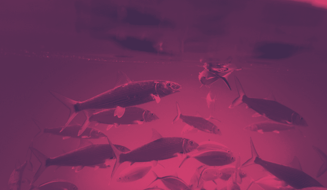 Kali365 Phishing-as-a-Service Targets Microsoft 365