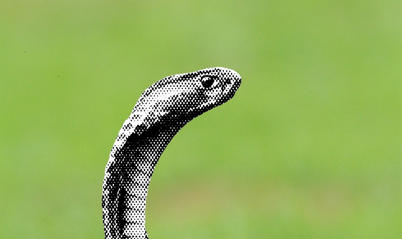Medusa Ransomware Attacks